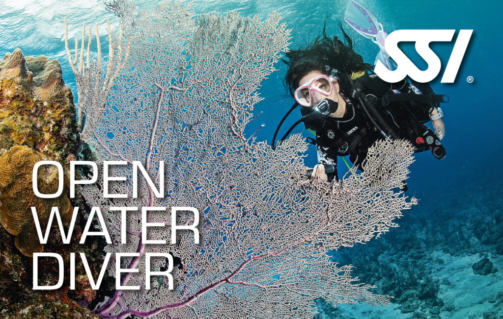learn to dive in the OWD course