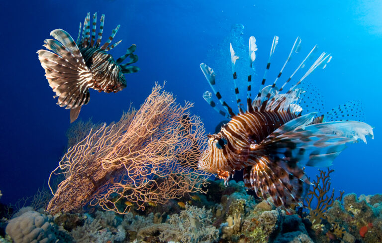 The lionfish: Definitely the most famous fish in the Red Sea!