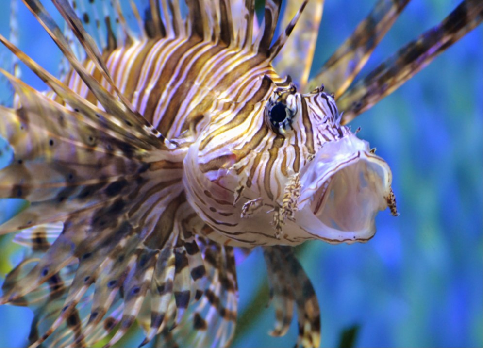 Lionfish with open mouth